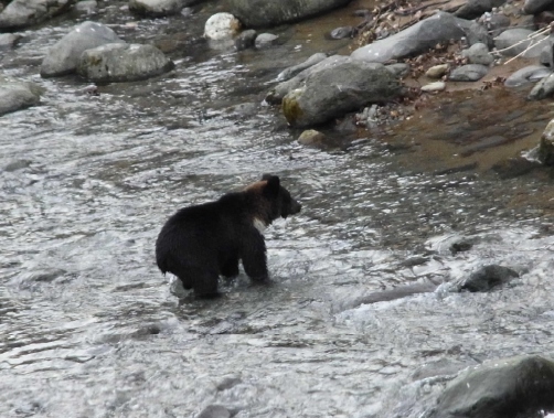 河川内でサケを探すヒグマ。ヒグマがサケを自由に捕獲できる環境の減少が、サケ利用の低迷の一因とみられる。2012年秋、知床半島内の河川にて撮影（北海道大学の発表資料より）