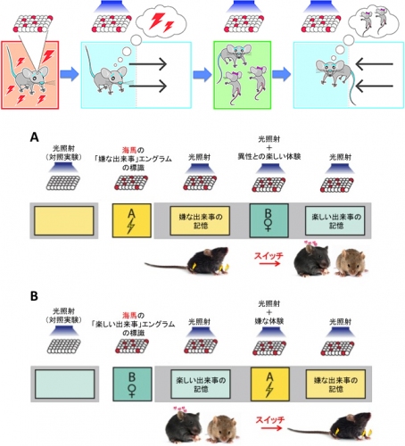 実験結果をまとめた図（理化学研究所の発表資料より）