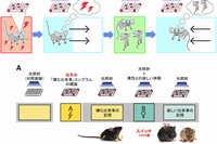 実験結果をまとめた図（理化学研究所の発表資料より）