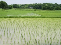 農林水産省の統計では2010年の耕作放棄地の面積は40万ヘクタールにおよぶ。同時期の耕地面積は459.3万ヘクタール。耕作地の8.7%におよぶ広大な面積の耕作放棄地が日本にはあるのだ。その面積は増え続け、この10年間で15%以上増えている