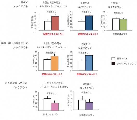 αキメリンの多様なノックアウトマウスを作製して、おとなのマウスでの学習能力をシステマティックに解析した。その結果、こどもの時期から海馬などでα2型のαキメリン（α2キメリン）をノックアウトすれば、おとなになってからの学習能力（文脈型学習の成績）がよくなることがわかった。一方、α1型（α1キメリン）をノックアウトしたり、おとなになってからα2キメリンをノックアウトしても学習能力の向上はみられなかった。この行動実験では、学習能力が高ければ「すくみ反応」が高くなる（大阪大学の発表資料より）