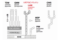 結核菌の細胞壁構造とLAM（九州大学の発表資料より）