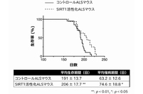 SIRT1を通常の3倍に増やしたマウス生存期間と罹病期間が平均して約15日間延長した（名古屋大学の発表資料より）