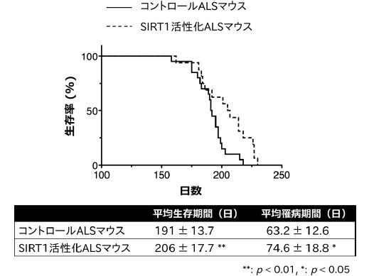 SIRT1を通常の3倍に増やしたマウス生存期間と罹病期間が平均して約15日間延長した（名古屋大学の発表資料より）