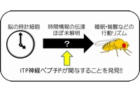 今回の研究で明らかになった脳内の時計細胞からの時間情報伝達モデルの概要を示す図（岡山大学の発表資料より）