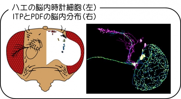 左：ショウジョウバエの脳内には約150個の時計細胞（神経細胞）が存在する。右：時計細胞の神経伝達物質PDFとITP（本研究）のハエ脳内の発現パターン（岡山大学の発表資料より）