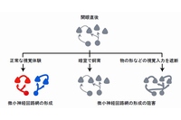 生理学研究所の石川理子研究員・吉村由美子教授らによる研究グループは、脳にある視覚野の神経回路発達には、生後の正常な視覚体験が必要であることを明らかにした（写真：生理学研究所）