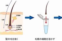 毛根細胞の解析方法を示した図。髪の毛を根元から引き抜き、毛根の細胞を溶かしてRNAを抽出。その後、目的の遺伝子の発現量を測定する（理化学研究所の発表資料より）