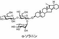 ジャガイモに含まれる有毒な「ステロイドグリコアルカロイド（SGA）」。芽や緑化した皮の近辺に比較的多く含まれる（理化学研究所の発表資料より）