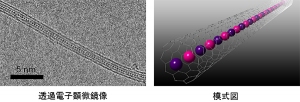 カーボンナノチューブに閉じ込めたCsI原子鎖の実際の電子顕微鏡像と模式図（産業技術総合研究所の発表資料より）