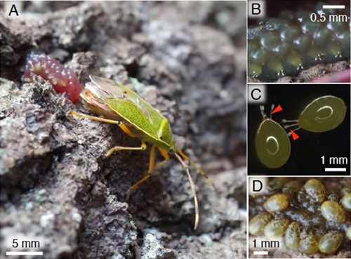 (A)樹皮上にゼリーに覆われた卵塊を産みつける雌成虫。 (B)卵塊の拡大像。ゼリー層から突き出す呼吸管が見える。(C)単離した卵。矢印は呼吸管を示す。(D)ゼリーに群がる1令幼虫（産業技術総合研究所の発表資料より）