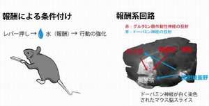 動物の報酬学習と関連する神経回路を示す図（東京大学の発表資料より）