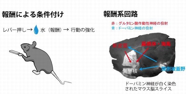 動物の報酬学習と関連する神経回路を示す図（東京大学の発表資料より）