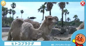 バンダイは、Androidを搭載した同社初の幼児向け本格タブレット端末「コドなび！」を10月25日に発売する。写真は、収録されている学習プログラムの一例。