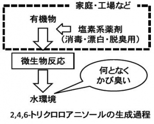 東京工科大学の浦瀬太郎教授らによる研究グループは、都市の水辺に発生するカビ臭の原因物質が2,4,6-トリクロロアニソールであることを明らかにした。