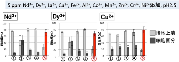 準嫌気従属栄養条件（⑤）で、他の金属を含む酸性溶液から、Galdieria sulphurariaは低濃度のレアアースと銅を効率良く細胞に回収する（研究グループの発表資料より）