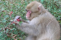 ガマズミの果実を採食するニホンザル（京都大学の発表資料より）