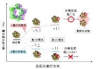 TePixDと呼ばれる光センサーであるタンパク質の反応と「揺らぎ」を示す図。TePixDは分子が10個結合した形で存在する。光強度の反応条件によって「揺らぎ」を制御することができ、それによってタンパク質を反応させたり、反応しなくさせたりすることができる（京都大学の発表資料より）