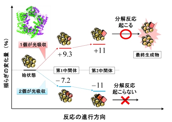 TePixDと呼ばれる光センサーであるタンパク質の反応と「揺らぎ」を示す図。TePixDは分子が10個結合した形で存在する。光強度の反応条件によって「揺らぎ」を制御することができ、それによってタンパク質を反応させたり、反応しなくさせたりすることができる（京都大学の発表資料より）
