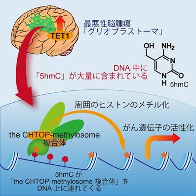 最悪性脳腫瘍「グリオブラストーマ」が腫瘍をつくる仕組みを示した図（東京大学の発表資料より）