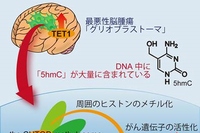 最悪性脳腫瘍「グリオブラストーマ」が腫瘍をつくる仕組みを示した図（東京大学の発表資料より）