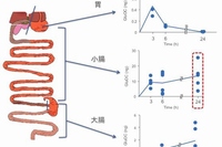 経口投与したオステオカルシンの消化管における分布を示す図（九州大学の発表資料より）