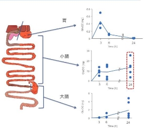 経口投与したオステオカルシンの消化管における分布を示す図（九州大学の発表資料より）