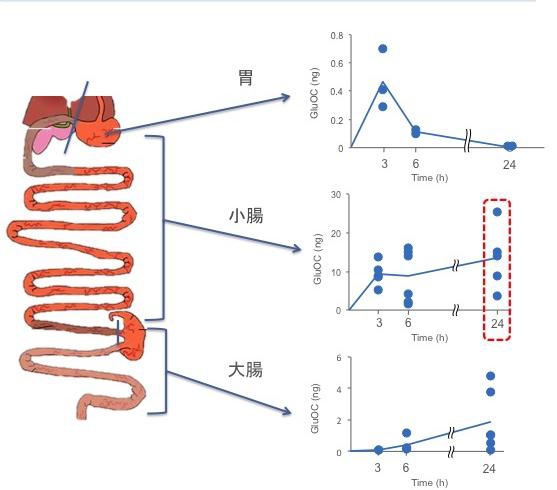 経口投与したオステオカルシンの消化管における分布を示す図（九州大学の発表資料より）