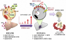 AIMによる肝疾患の制御の概要を示す図（東京大学の発表資料より）