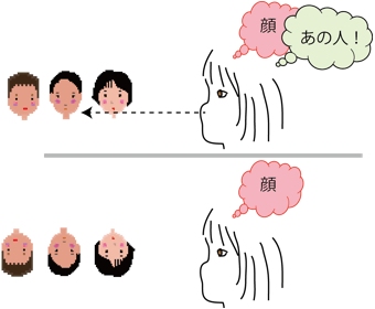 正立の顔では顔情報と個体情報の両方を、倒立の顔では顔情報だけを処理する（産総研の発表資料より）