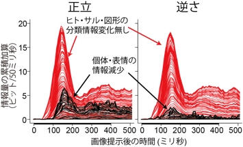 顔画像提示後に側頭葉単一神経細胞が処理する情報量の時間経過を示す図（産総研の発表資料より）