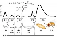 昆虫の発生の進行とエグジステロイドの関係を示す図。体液中を循環するエグジステロイドが適切な上昇と下降を繰り返すことで、昆虫の発生過程における孵化、脱皮、変態、羽化という「区切り」が誘導される（筑波大学の発表資料より）