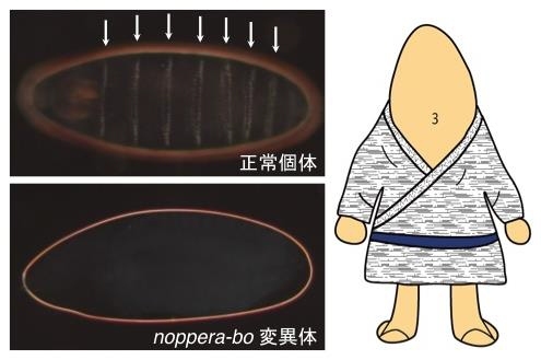 正常個体とnoppera-bo変異体の胚表皮構造を示す図。正常個体の胚では昆虫に特徴的な体節構造（矢印）が観察されるが、noppera-bo変異体では認められる「ツルツル」の表現型を示す。この表面構造の喪失が日本のお化け「のっぺらぼう」を想起させたことから、遺伝子名をnoppera-boと命名した（筑波大学の発表資料より）