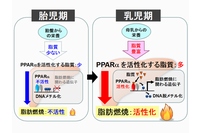 胎児期と乳児期における肝臓の脂肪の燃焼機能の制御を示す図（東京医科歯科大学の発表資料より）