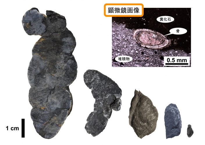 中生代初期の地層から発見されたさまざまな大きさの糞の化石と、そのうちの一つの顕微鏡写真（右上）。脊椎動物の骨が含まれている（東京大学の発表資料より）