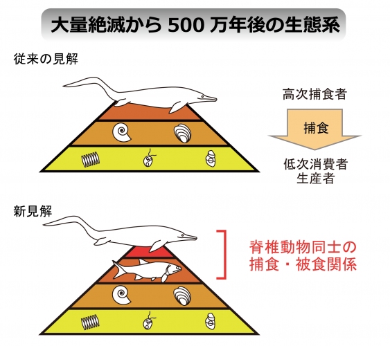 大量絶滅から500万年後、中生代初期の海の生態系について糞化石から新たにわかったことをまとめた図。脊椎動物同士が被食—捕食関係にあり、食物連鎖の構造は複雑化していた（東京大学の発表資料より）