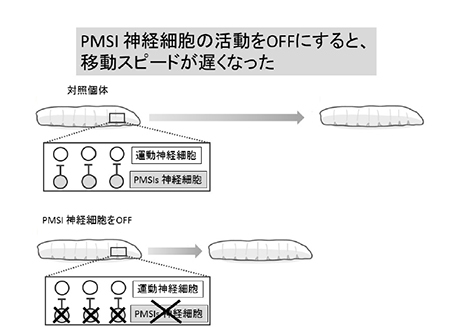 PMSI の活動と運動速度との関係を示す図。生きた個体の中で、PMSI神経細胞の活動を強制的にOFFにすると、運動速度が遅くなった。（研究結果の発表資料より）