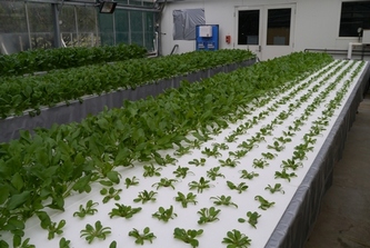 三菱樹脂がオーストラリアに設立した植物工場運営法人が採用している葉菜類養液栽培システム「ナッパーランド」（同社の発表資料より）