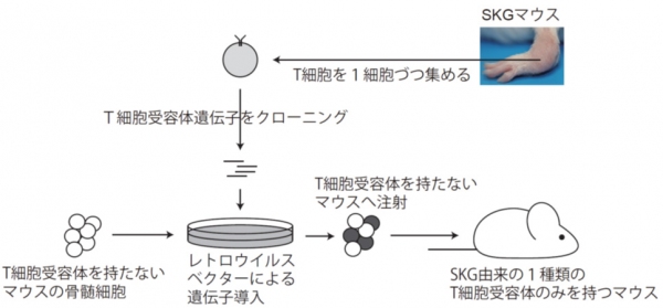 今回の研究の方法論を示す図（京都大学の発表資料より）