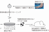 今回の研究の方法論を示す図（京都大学の発表資料より）