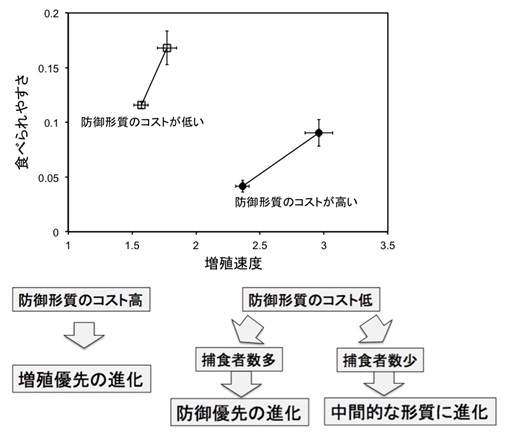 似たような実験環境下でも、初期の遺伝子構成が異なると、生物個体数と密接に連動しながら異なる進化が引き起こされる（東京大学の発表資料より）