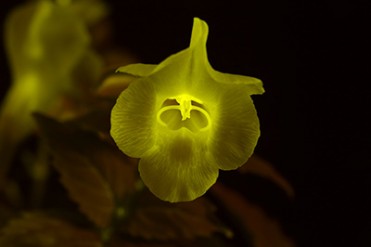 国立科学博物館で「ヒカリ展」開催 - 世界初公開の“光る花”を含め総展示数200点以上