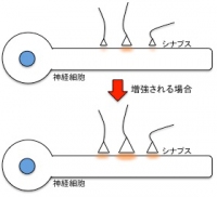 整調型可塑性のイメージ図。整調型可塑性とは生理学的に適当な範囲に保つメカニズムのこと。特にシナプスの相対的な強弱を変えずに全体的な脳回路の活性レベルを調節するシナプススケーリングではヘッブ型可塑性によって成立した個々のシナプスの強度の違いを保持したまま、全体のシナプスの強さを調節する（図は増強される場合、理化学研究所の発表資料より）