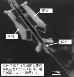 東京大学の竹内昌治教授らによる研究グループは、骨格筋細胞を立体的に培養したものを伸筋と屈筋にすることで長時間駆動できる人工関節を開発することに成功した。写真：研究グループの発表資料より