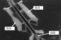 東京大学の竹内昌治教授らによる研究グループは、骨格筋細胞を立体的に培養したものを伸筋と屈筋にすることで長時間駆動できる人工関節を開発することに成功した。写真：研究グループの発表資料より