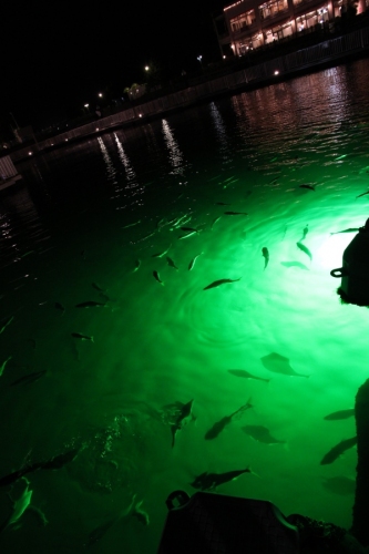 写真 冬のデートスポット シーパラ 夜の水族館を満喫 アクアナイト ラバーズ を期間限定開催 神奈川県横浜市 6 イベント 財経新聞