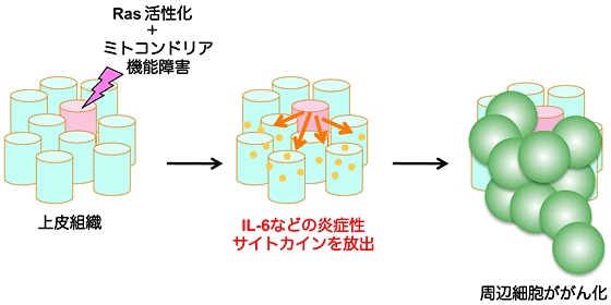 分泌たんぱく質によるがん化の促進を示す図（京都大学の発表資料より）