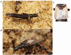 オオアバタウミベハネカクシ。A：後翅を閉じた状態、B：後翅を拡げた状態、C：収納状態の後翅（鞘翅を外したところ）（東京大学の発表資料より）