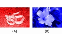 今回の研究で使われた写真のイメージ（京都大学の発表資料より）