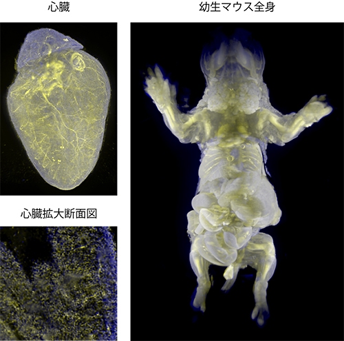 細胞に蛍光タンパク質（黄色：心臓－mKate、幼生マウス－EGFP）が発現している成体マウスの心臓と幼生マウス全身を、細胞核が染まる蛍光色素（青色：心臓－SYTO 16、幼生マウス－Propidium Iodide）で染色し、2色の臓器・全身丸ごとイメージングを行った様子（理化学研究所の発表資料より）